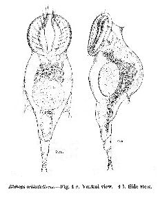 Thorpe, V G (1891): Journal of the Royal Microscopical Society 11 p.304, pl.7, fig.4